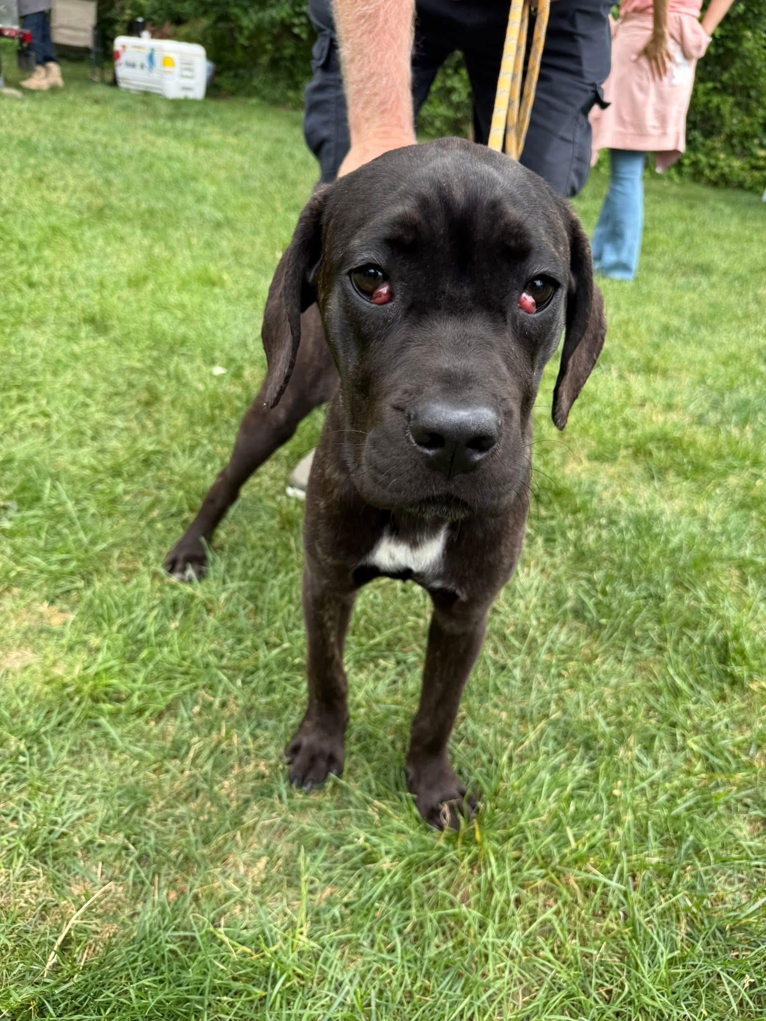 Enlarge Magnolia, an adopted mixed breed in Jackson , NJ image 1/5