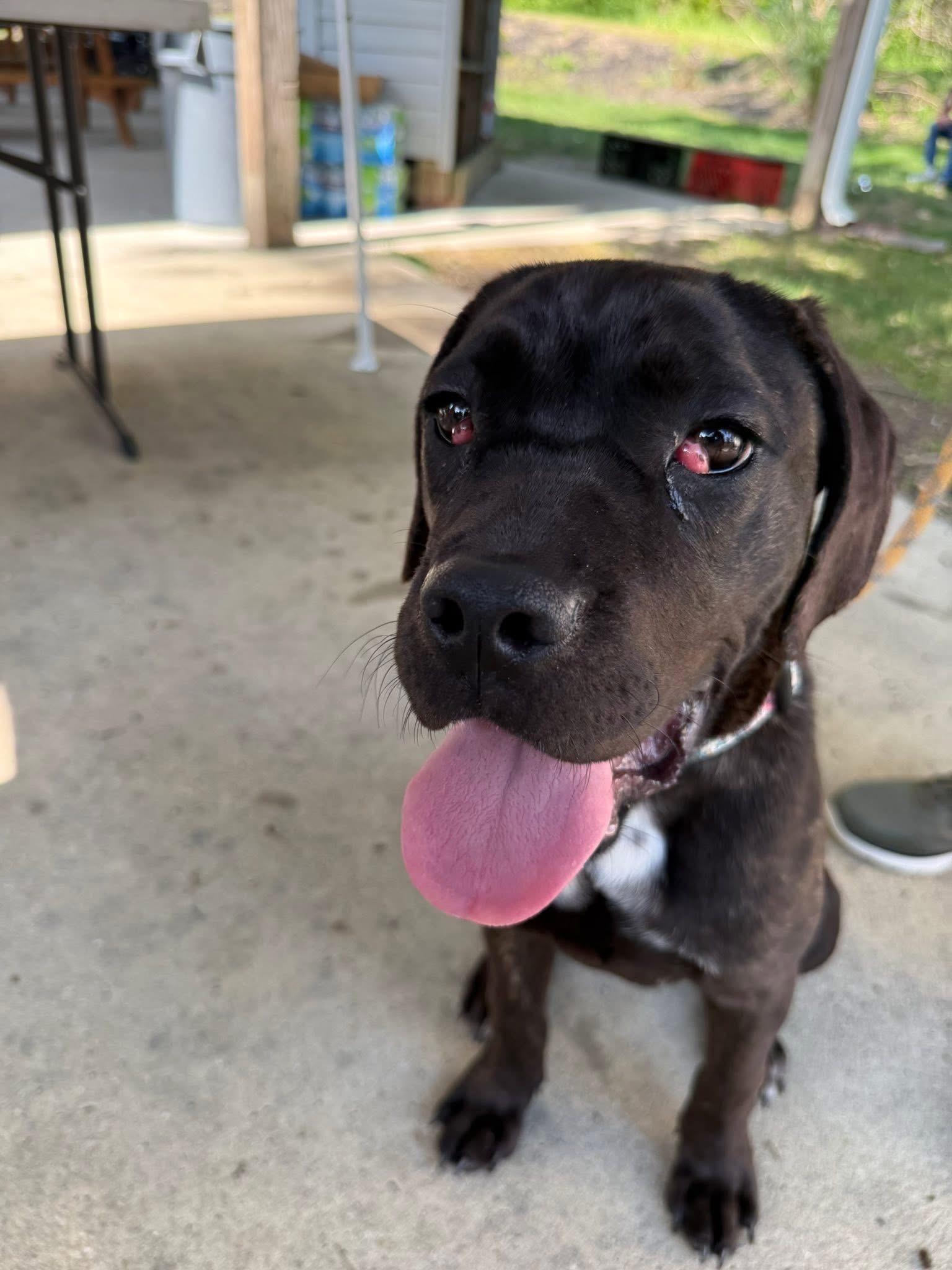 Enlarge Magnolia, an adopted mixed breed in Jackson , NJ image 2/5