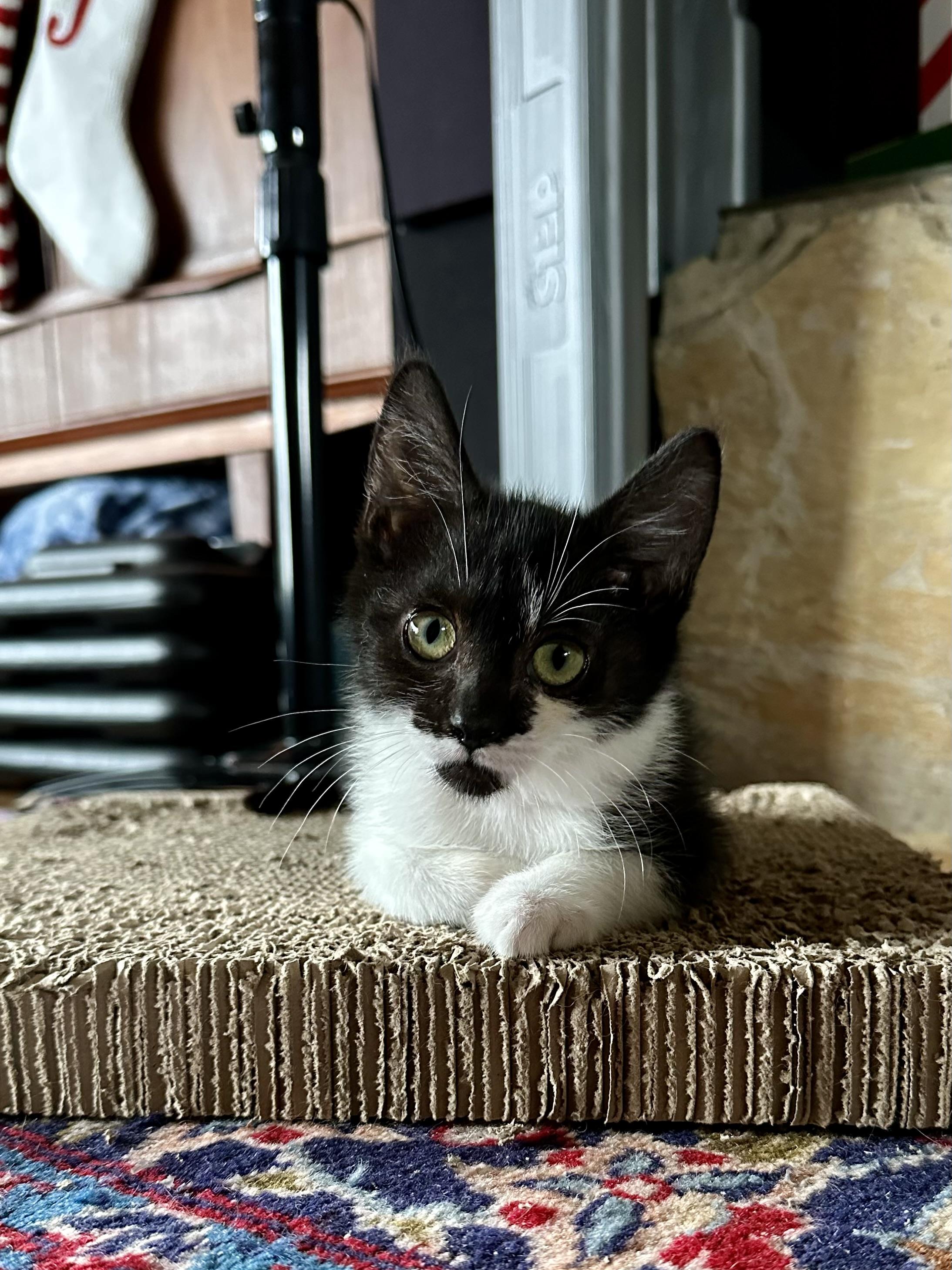 Leena, ADOPTABLE, Kitten Female Domestic Short Hair.