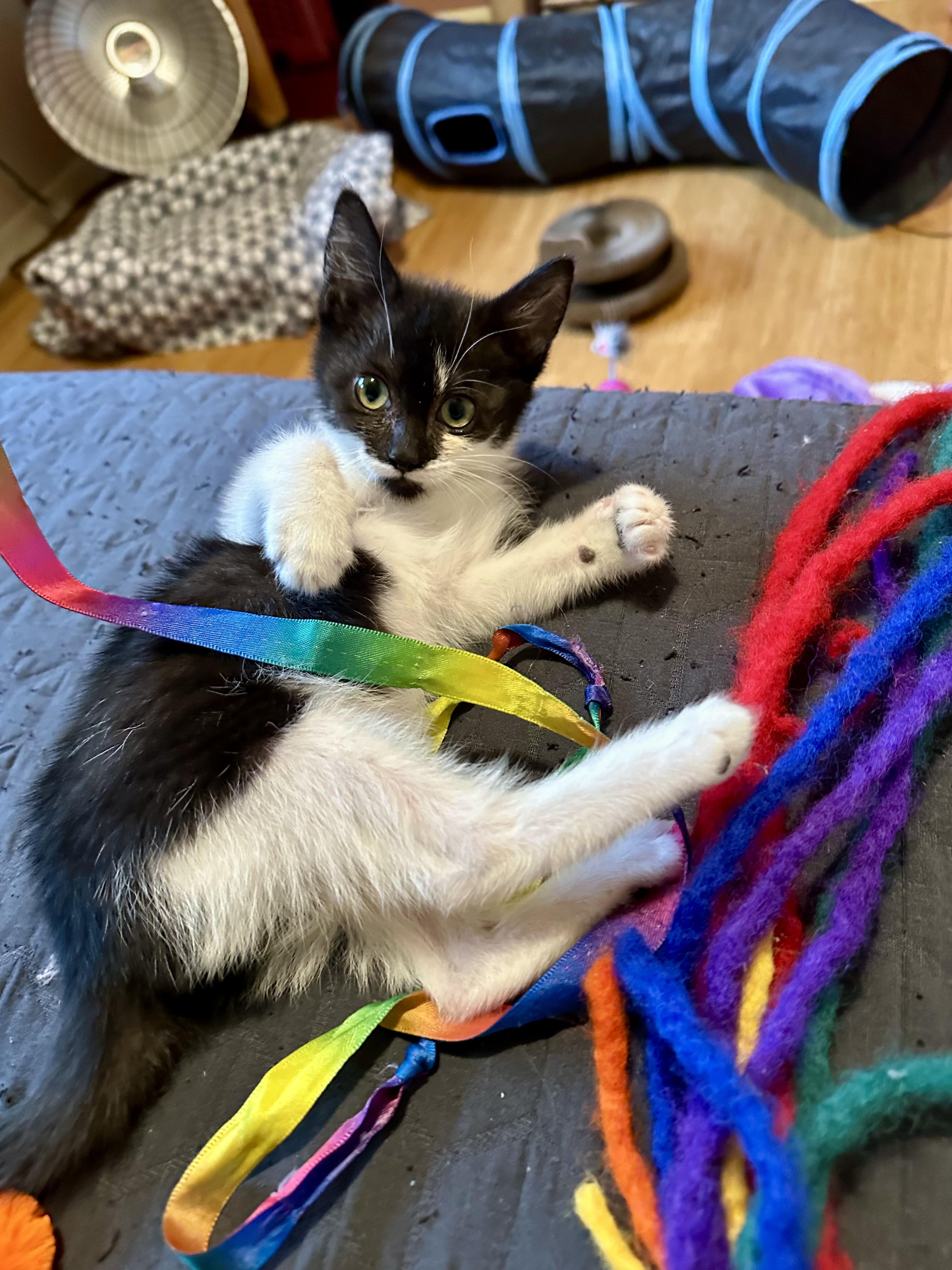 Enlarge Leena, a ADOPTABLE Domestic Short Hair in Portland, OR image 2/4