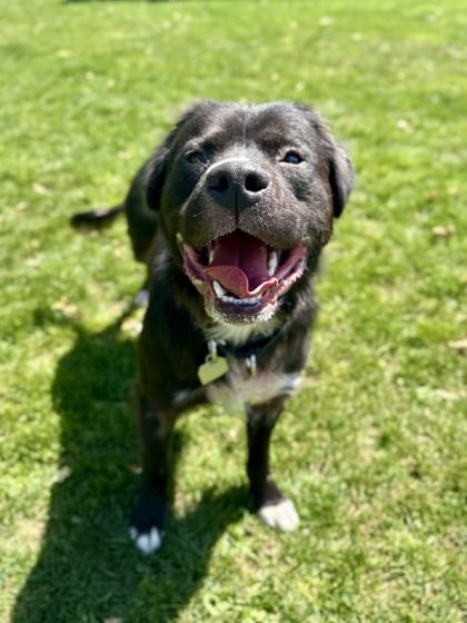Enlarge Scrappy, a ADOPTABLE mixed breed in Roseburg, OR image 1/1