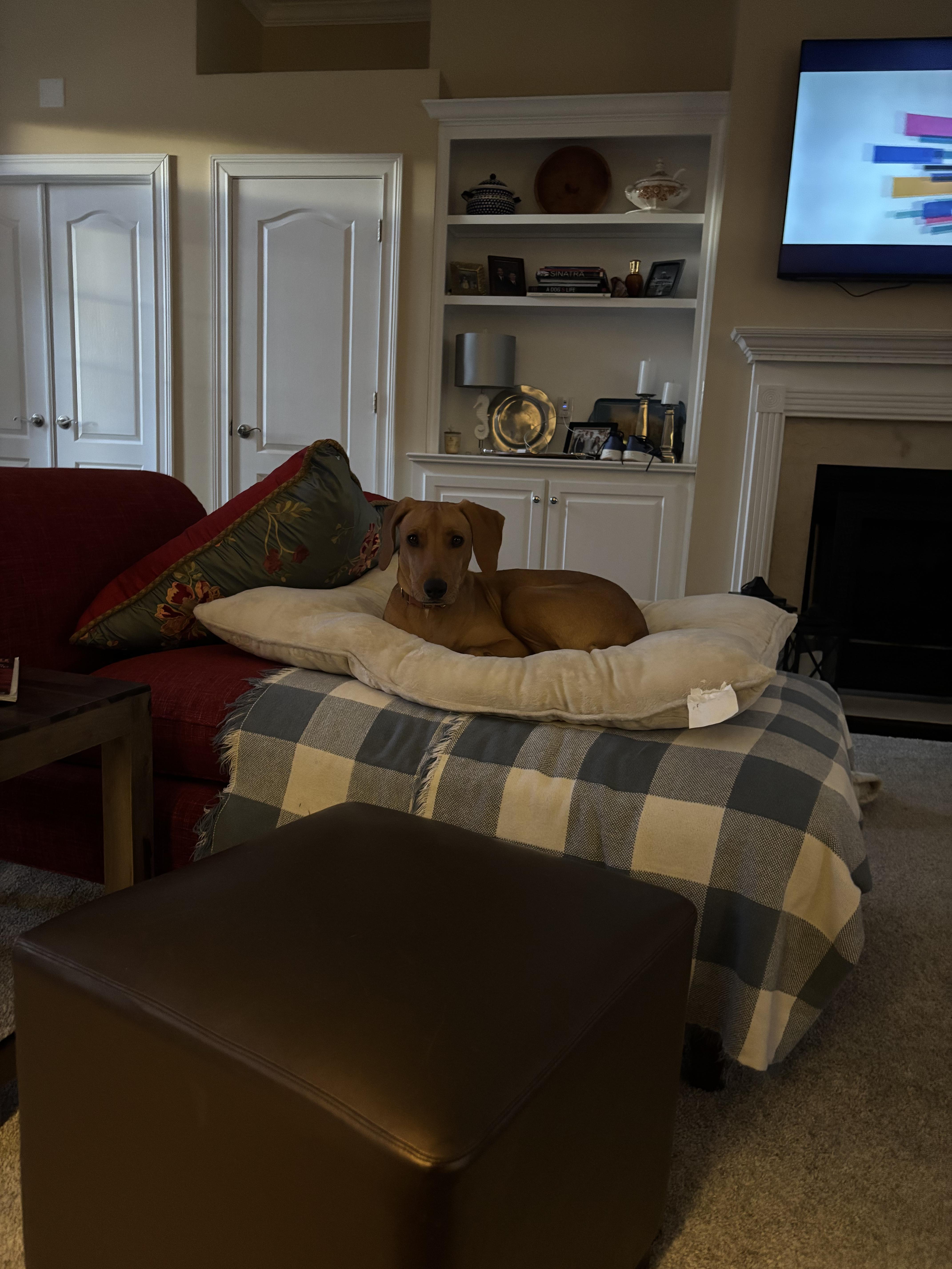 Enlarge Penny, a ADOPTABLE Labrador Retriever in Lexington, KY image 3/4