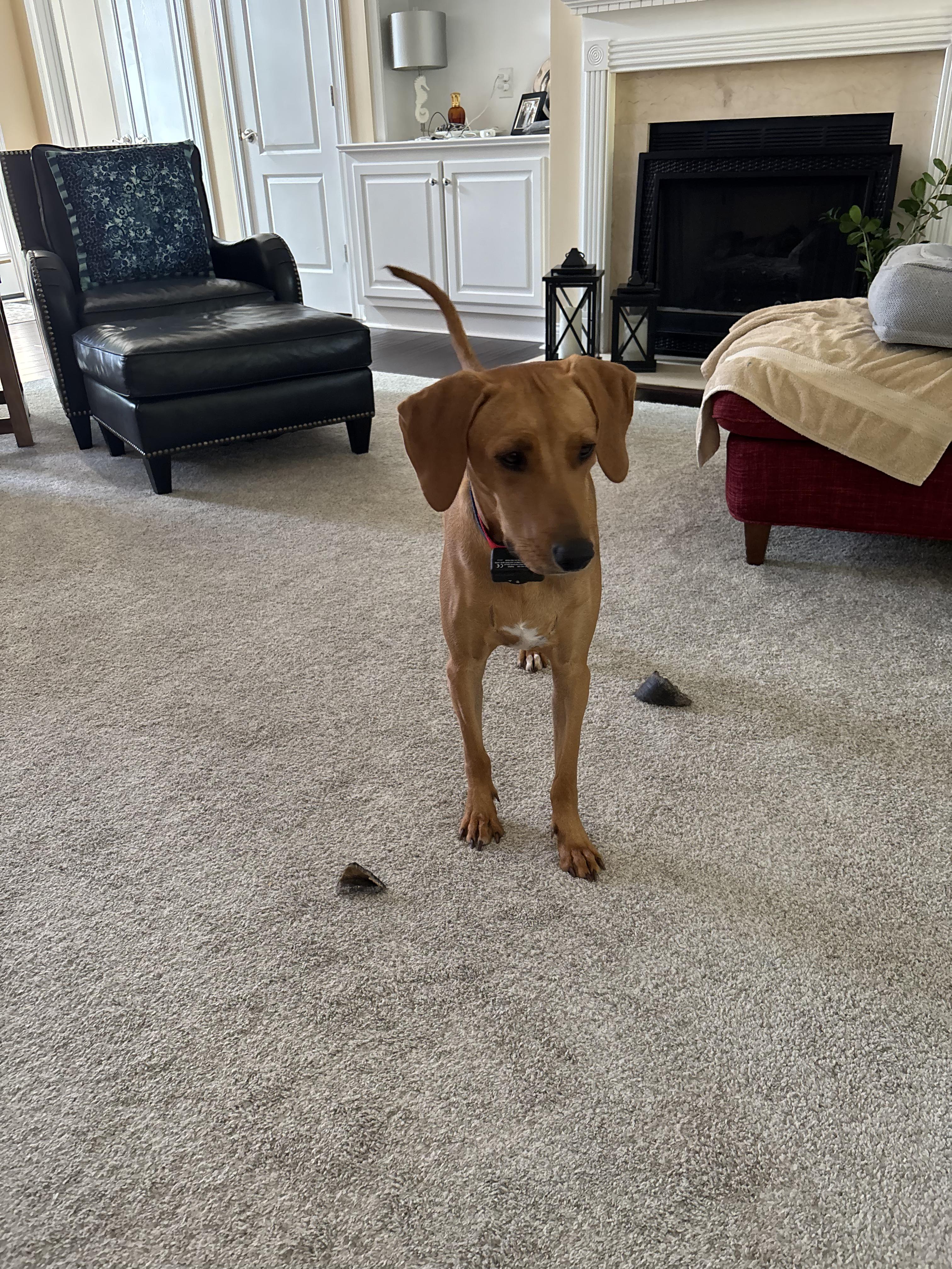 Enlarge Penny, a ADOPTABLE Labrador Retriever in Lexington, KY image 4/4