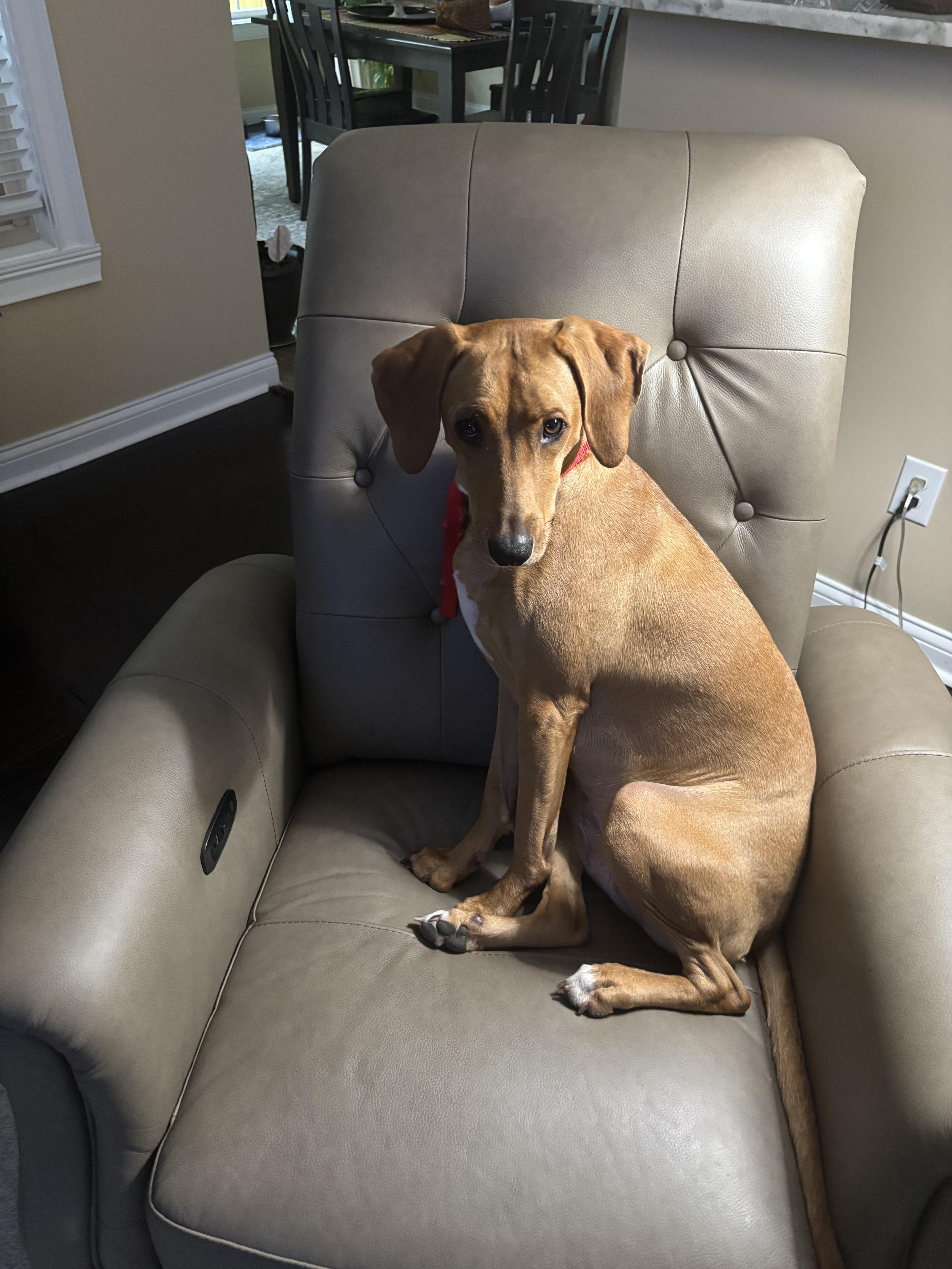 Penny, ADOPTABLE, Young Female Labrador Retriever.