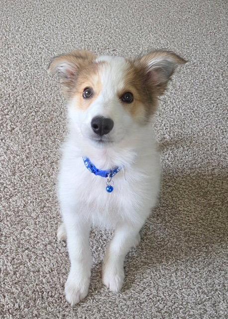 **KYSER**, Adoptable, Puppy Male Australian Shepherd & Great Pyrenees.