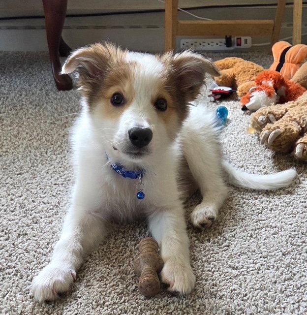 Enlarge **KYSER**, a Adoptable mixed breed in North Prairie, WI image 2/2