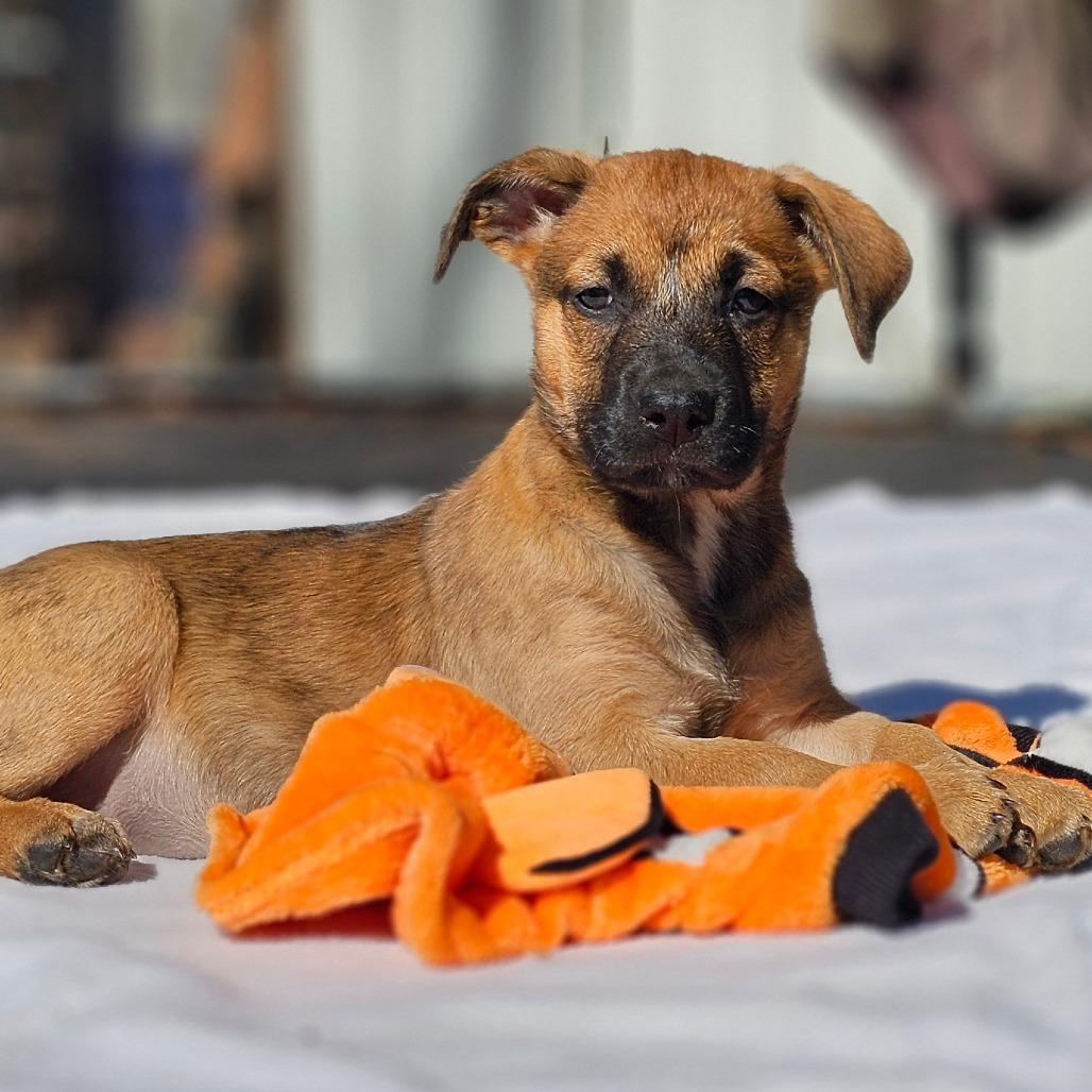 Kleo — thumbnail 2