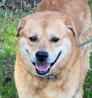 Enlarge URSULA, a Adoptable Labrador Retriever in Tappahannock, VA image 1/4