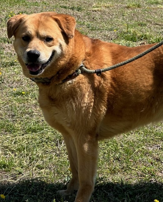 Enlarge URSULA, a Adoptable Labrador Retriever in Tappahannock, VA image 2/4