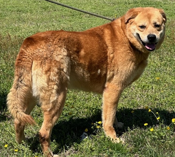 Enlarge URSULA, a Adoptable Labrador Retriever in Tappahannock, VA image 3/4