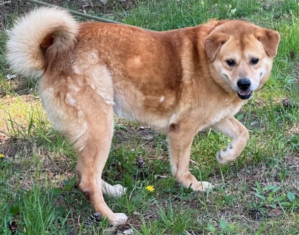 Enlarge URSULA, a Adoptable Labrador Retriever in Tappahannock, VA image 4/4