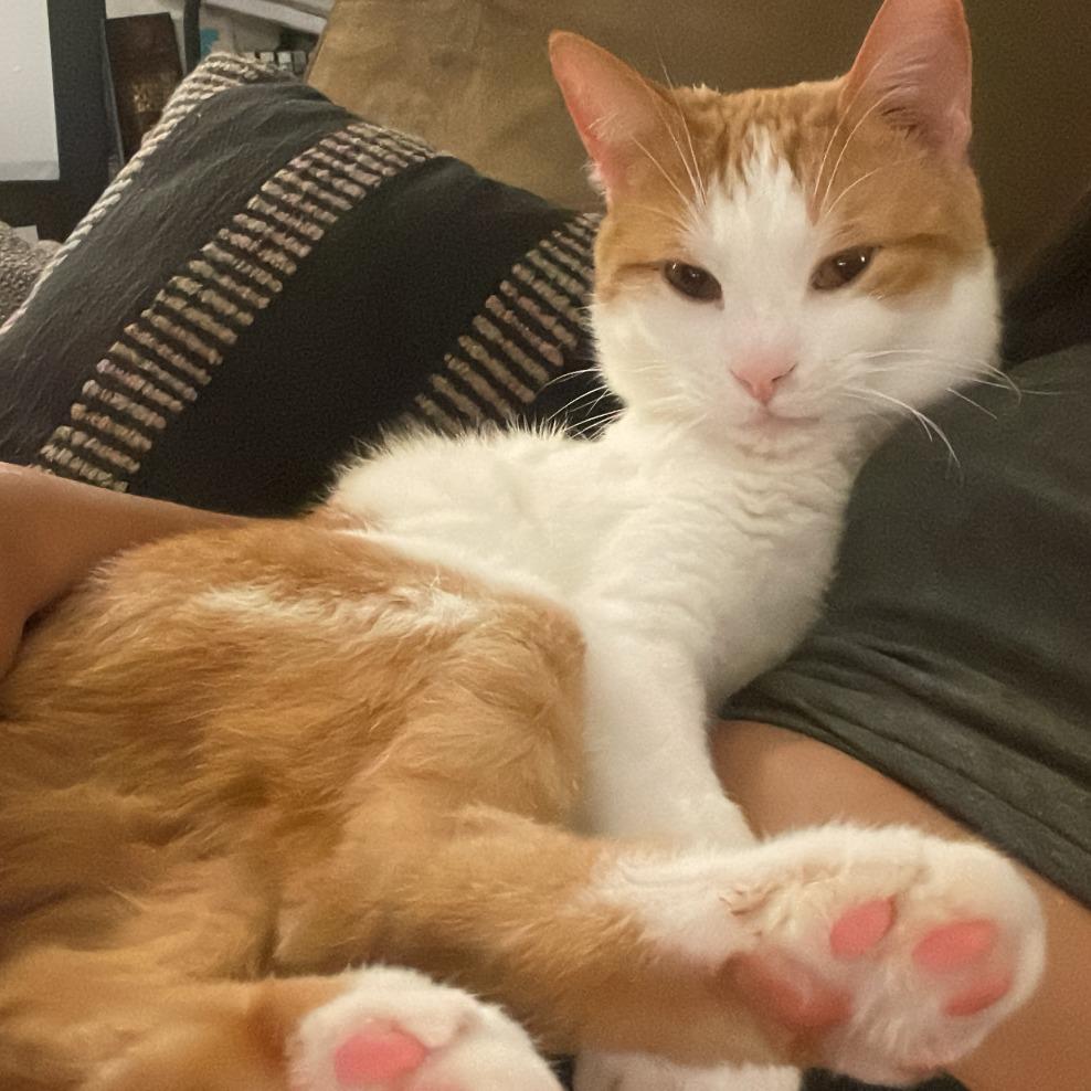 Walter Berkeley, Adoptable, Adult Male Domestic Short Hair.