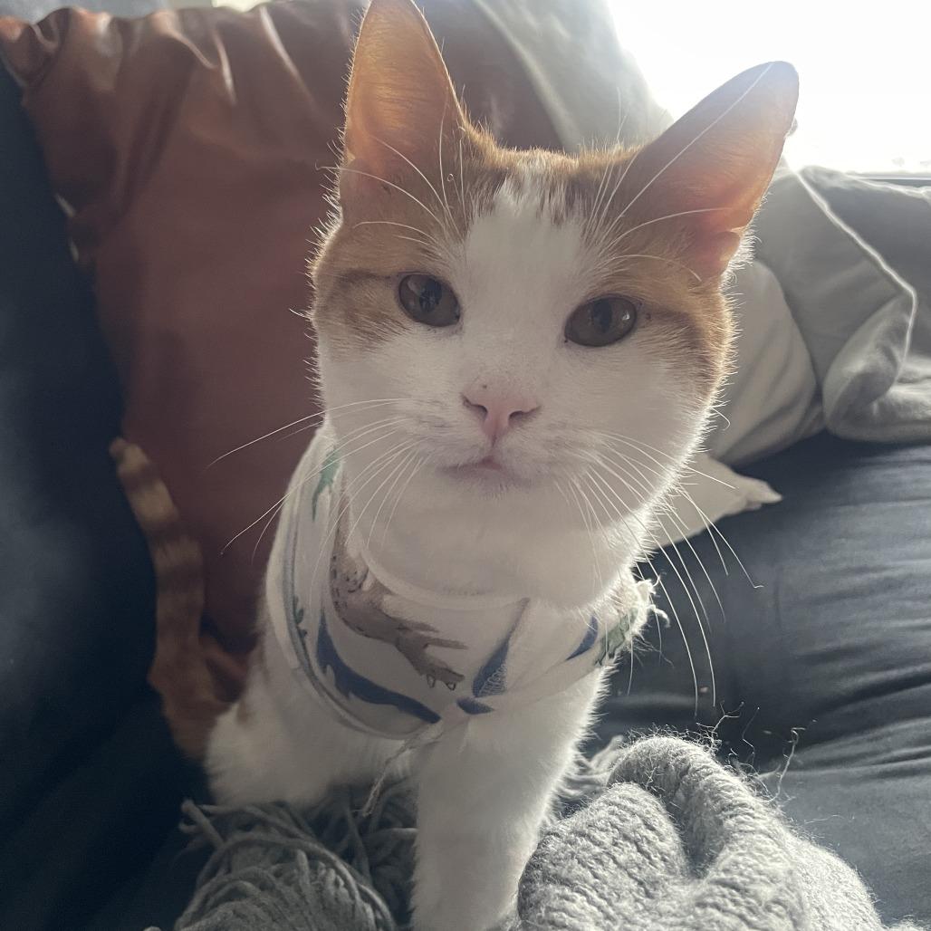 Enlarge Walter Berkeley, a Adoptable Domestic Short Hair in Merrifield, VA image 2/3