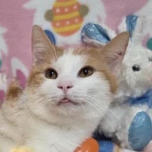 Enlarge Walter Berkeley, a Adoptable Domestic Short Hair in Merrifield, VA image 3/3