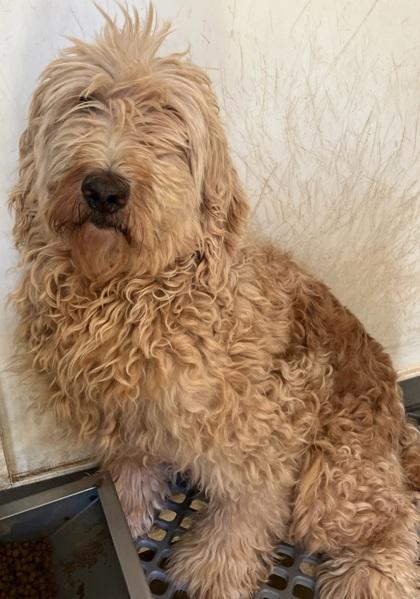Remy, Adoptable, Adult Female Golden Retriever & Poodle.