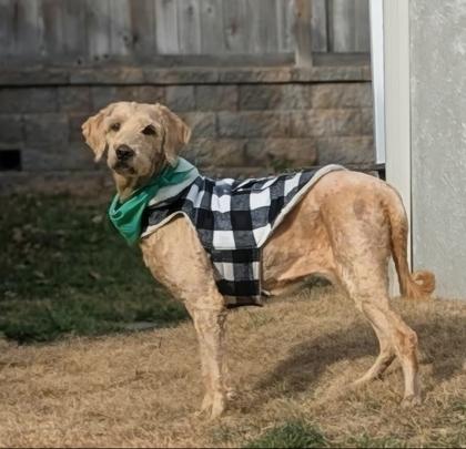 Remy, Adoptable, Adult Female Golden Retriever & Poodle.