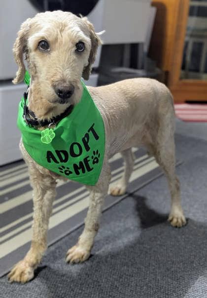 Remy, Adoptable, Adult Female Golden Retriever & Poodle.