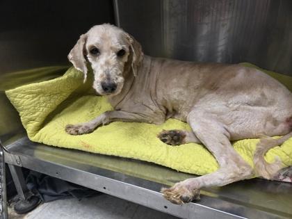 Enlarge Remy, a Adoptable mixed breed in Malvern, PA image 2/3