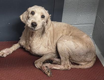 Enlarge Remy, a Adoptable mixed breed in Malvern, PA image 3/3