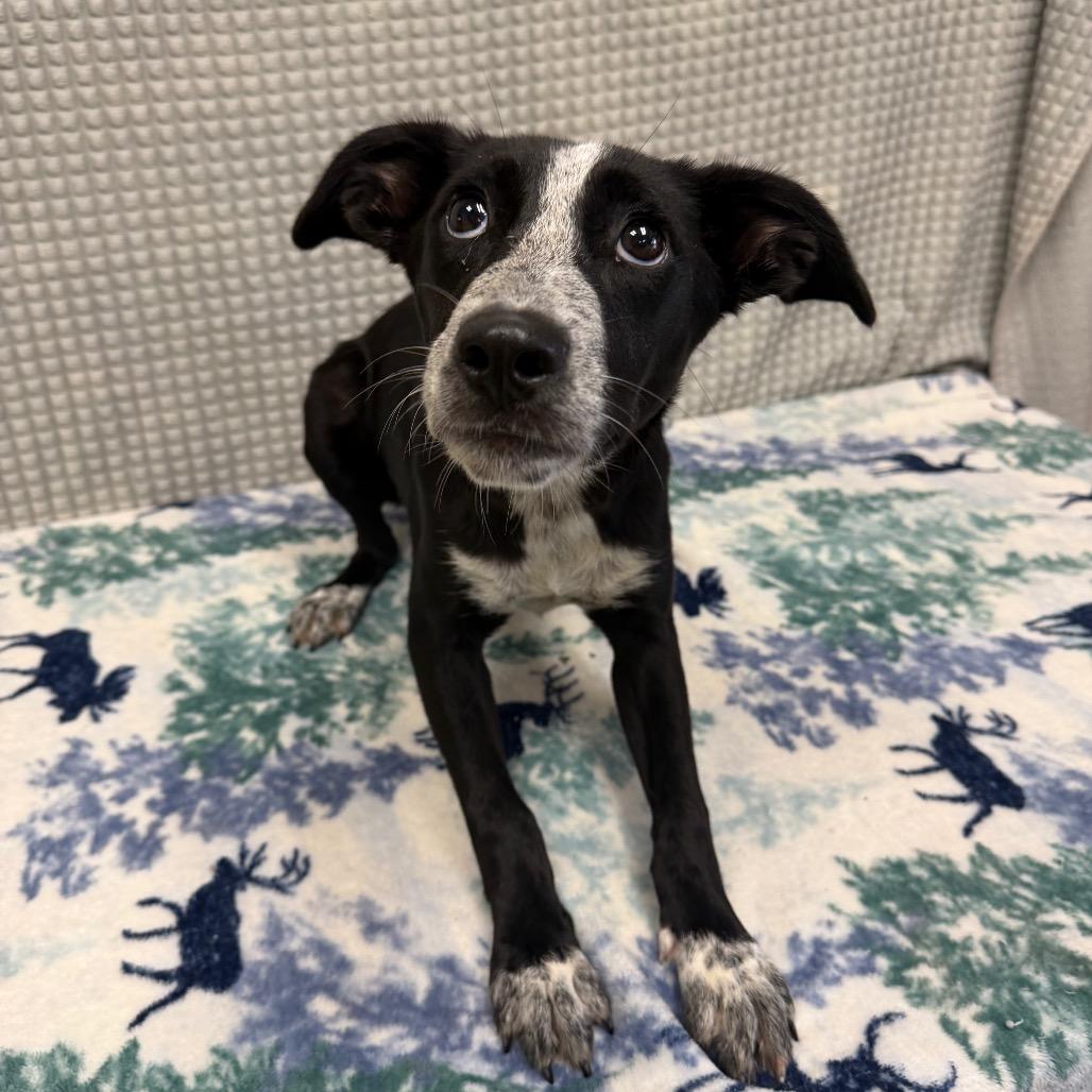 Enlarge Emily, a Adoptable mixed breed in Bryan, TX image 1/4