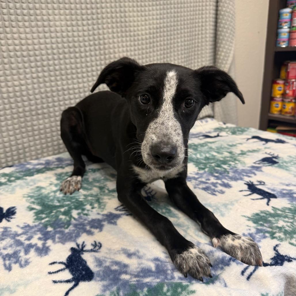 Enlarge Emily, a Adoptable mixed breed in Bryan, TX image 2/4