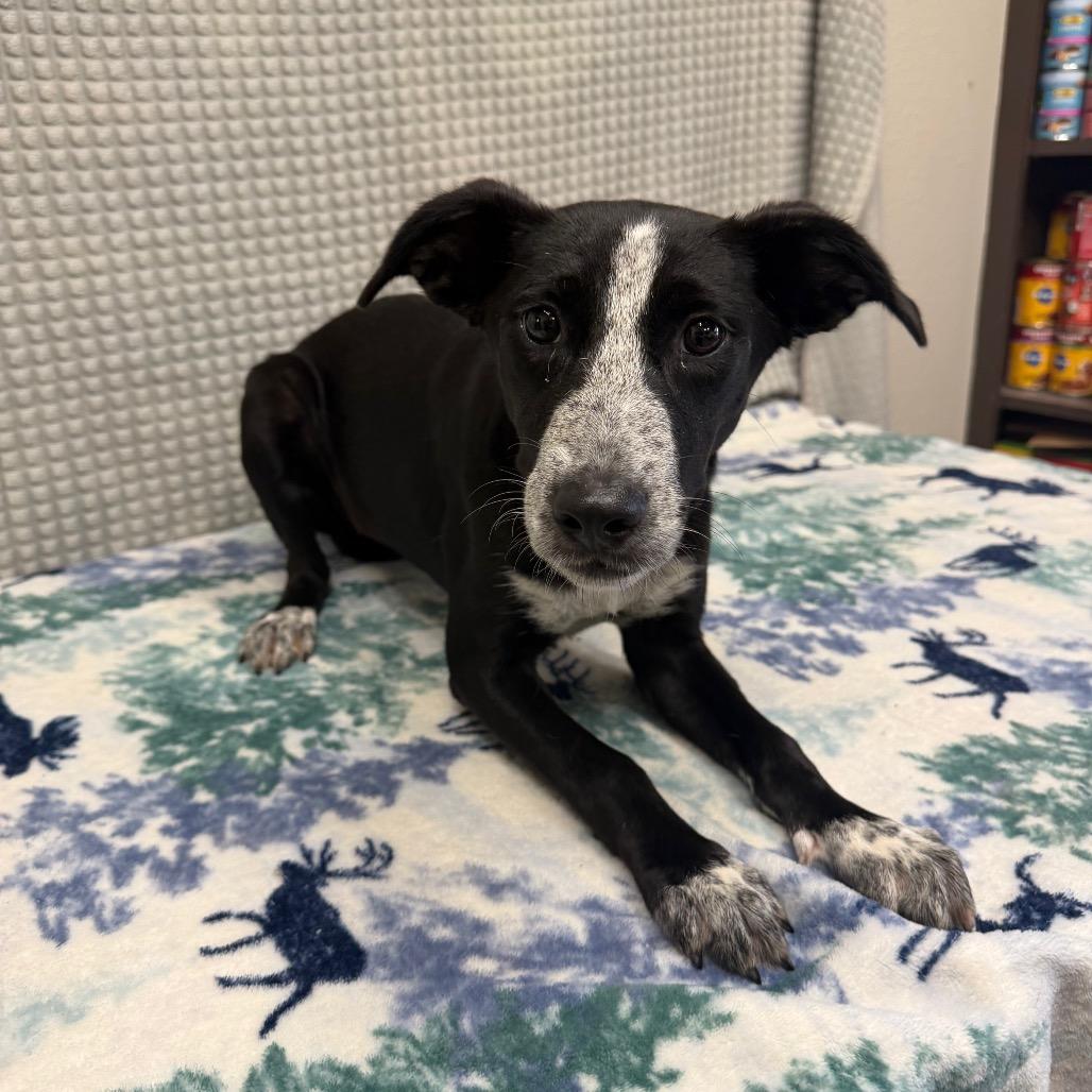 Enlarge Emily, a Adoptable mixed breed in Bryan, TX image 3/4