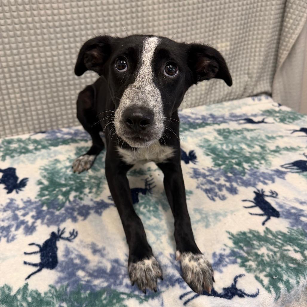 Enlarge Emily, a Adoptable mixed breed in Bryan, TX image 4/4