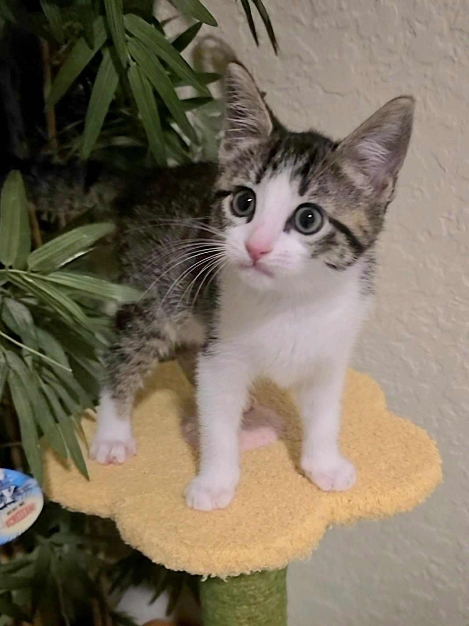 Daphne, Adopted, Kitten Female Domestic Short Hair.