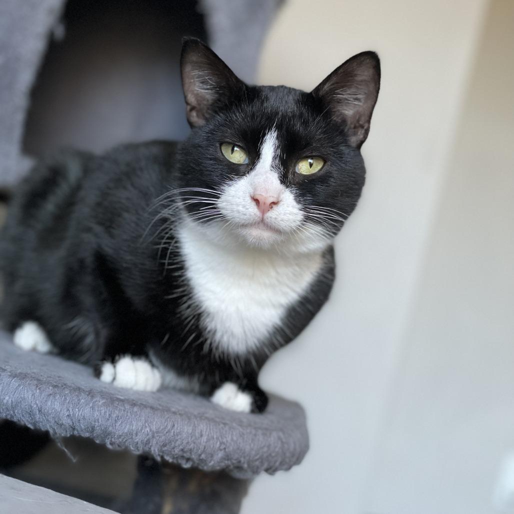 Rome, a Adoptable Domestic Short Hair in Lions Bay, BC image 1/2