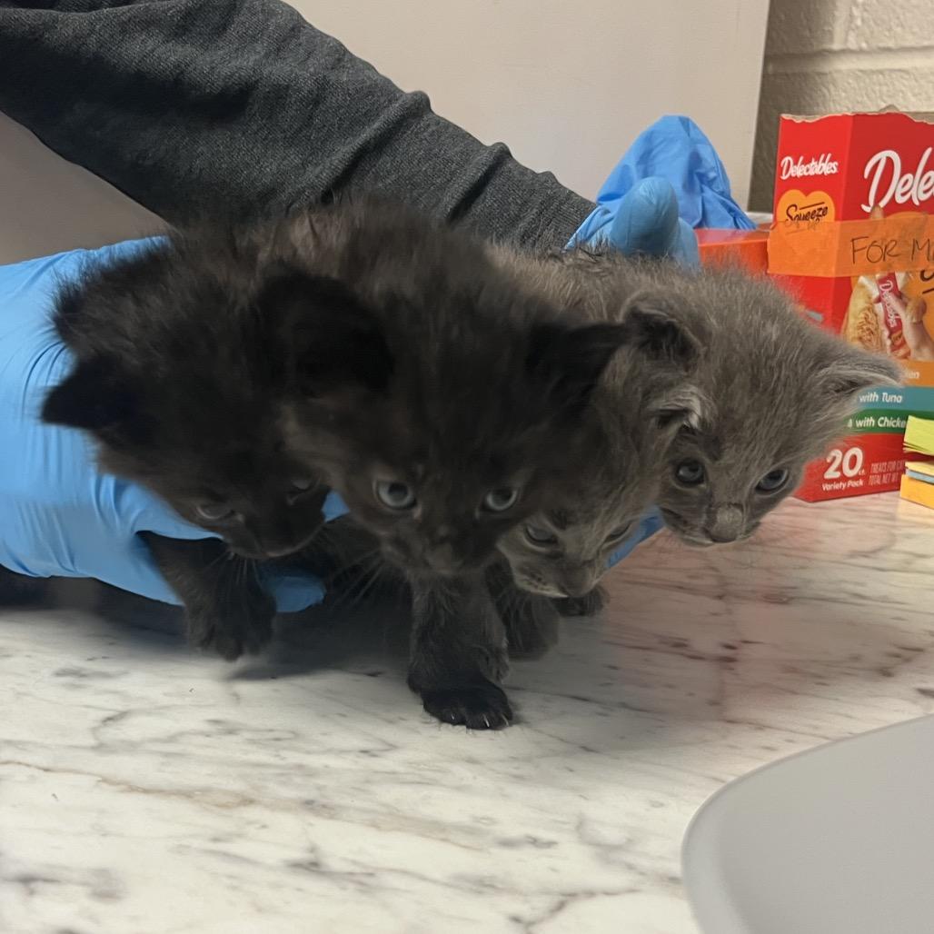 Fiona, Adoptable, Kitten Female Domestic Short Hair.