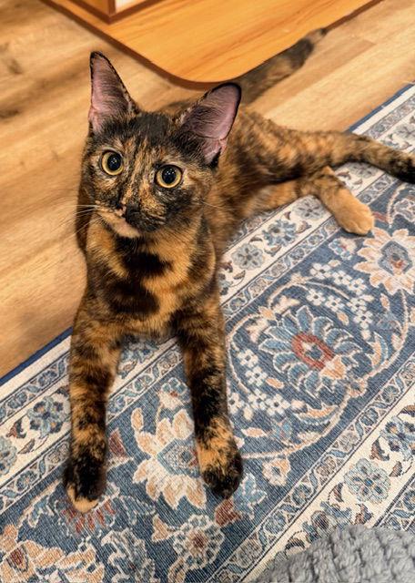 Enlarge Kirstie, a Adopted mixed breed in Buford, GA image 1/3