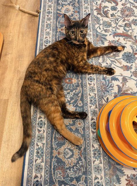 Enlarge Kirstie, a Adopted mixed breed in Buford, GA image 2/3