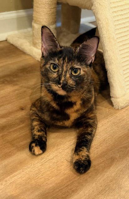 Enlarge Kirstie, a Adopted mixed breed in Buford, GA image 3/3