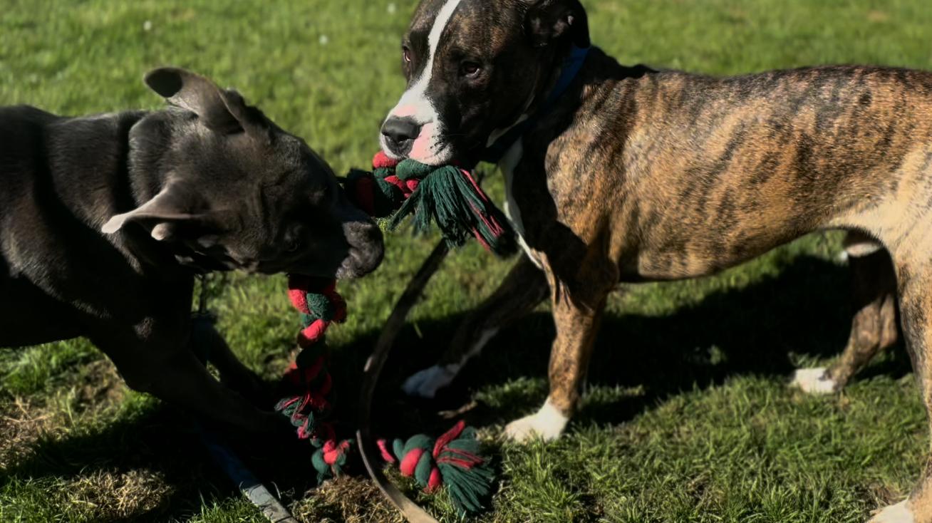 Enlarge Jace, a Adoptable mixed breed in Coachella, CA image 1/4