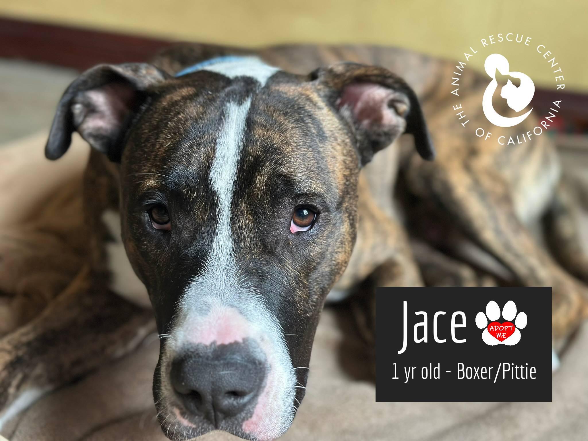 Enlarge Jace, a Adoptable mixed breed in Coachella, CA image 1/6