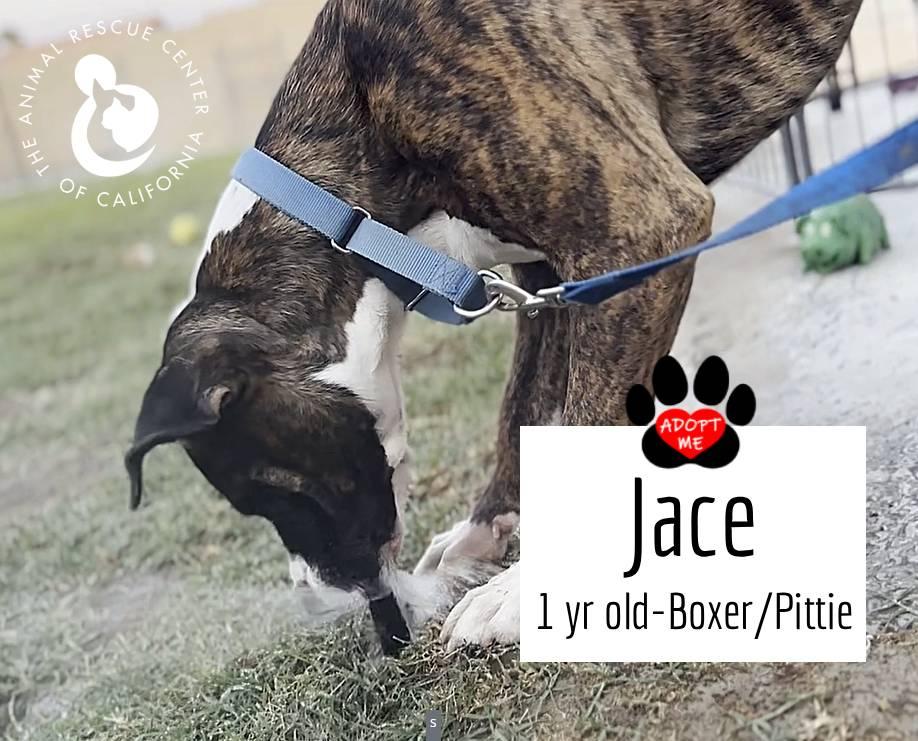 Enlarge Jace, a Adoptable mixed breed in Coachella, CA image 4/6