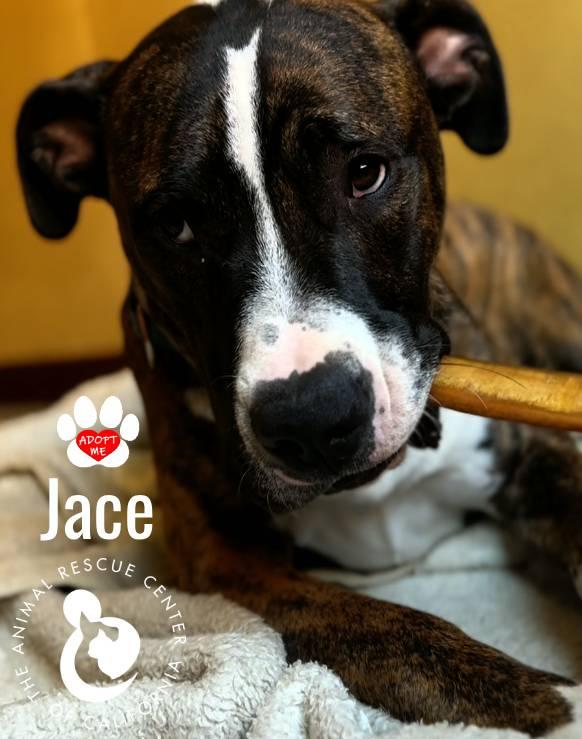 Enlarge Jace, a Adoptable mixed breed in Coachella, CA image 2/4