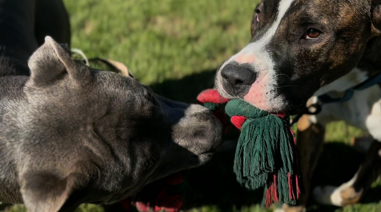 Enlarge Jace, a Adoptable mixed breed in Coachella, CA image 3/4