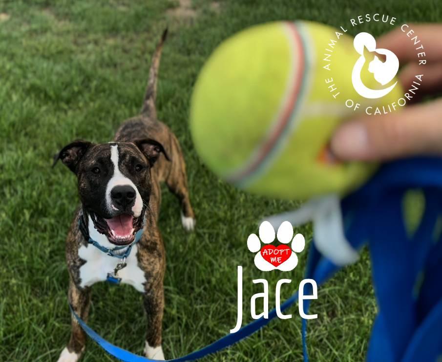 Enlarge Jace, a Adoptable mixed breed in Coachella, CA image 5/6