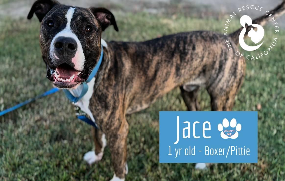 Enlarge Jace, a Adoptable mixed breed in Coachella, CA image 3/6
