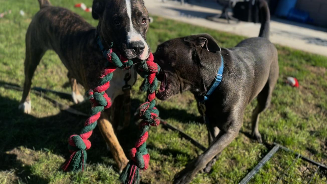 Enlarge Jace, a Adoptable mixed breed in Coachella, CA image 4/4