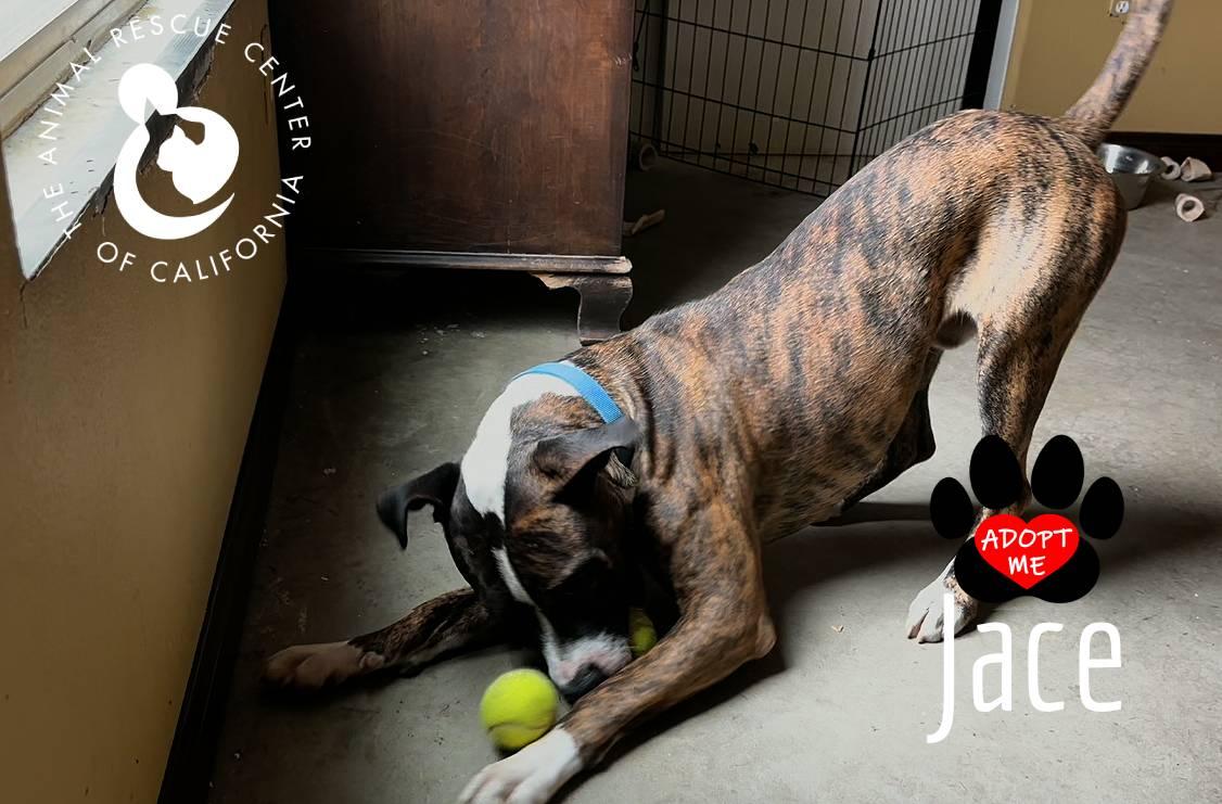 Enlarge Jace, a Adoptable mixed breed in Coachella, CA image 6/6