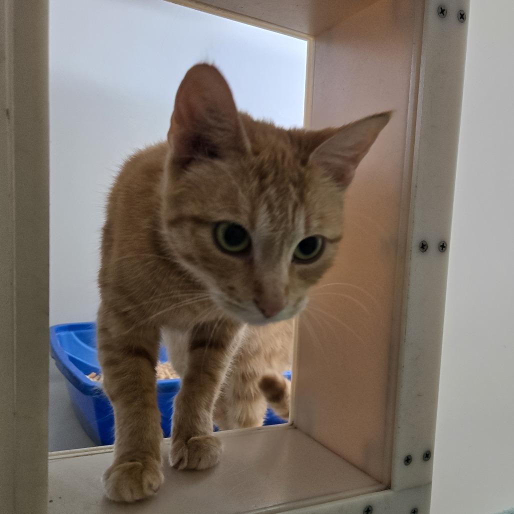 Delaney 26-111, Adoptable, Young Female Domestic Short Hair.