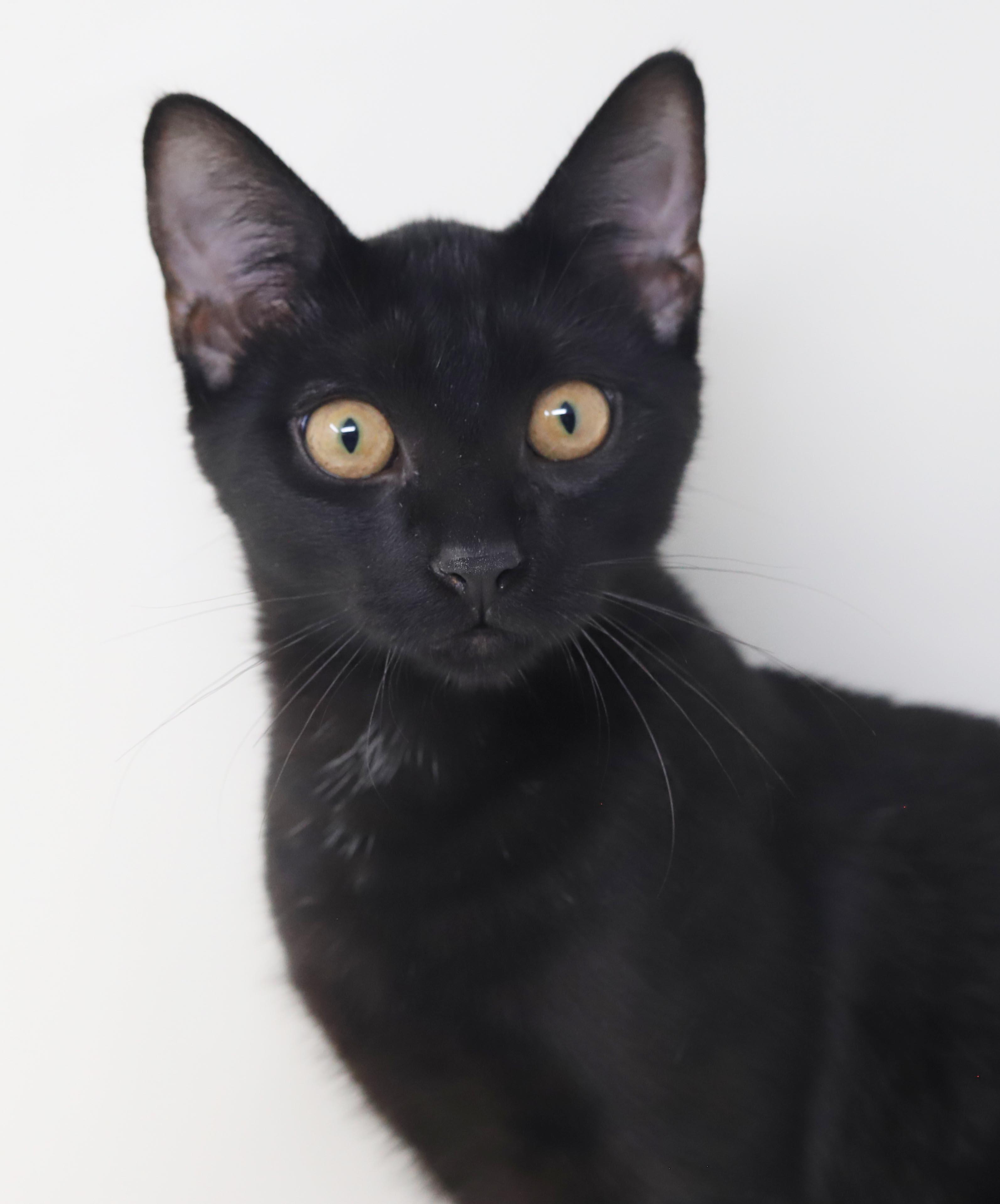 Clemence is a panther of EPIC proportions - GOLD EYES - SWEET SWEET SWEET and can go solo WOW, Adoptable, Kitten Male Bombay & Exotic Shorthair.