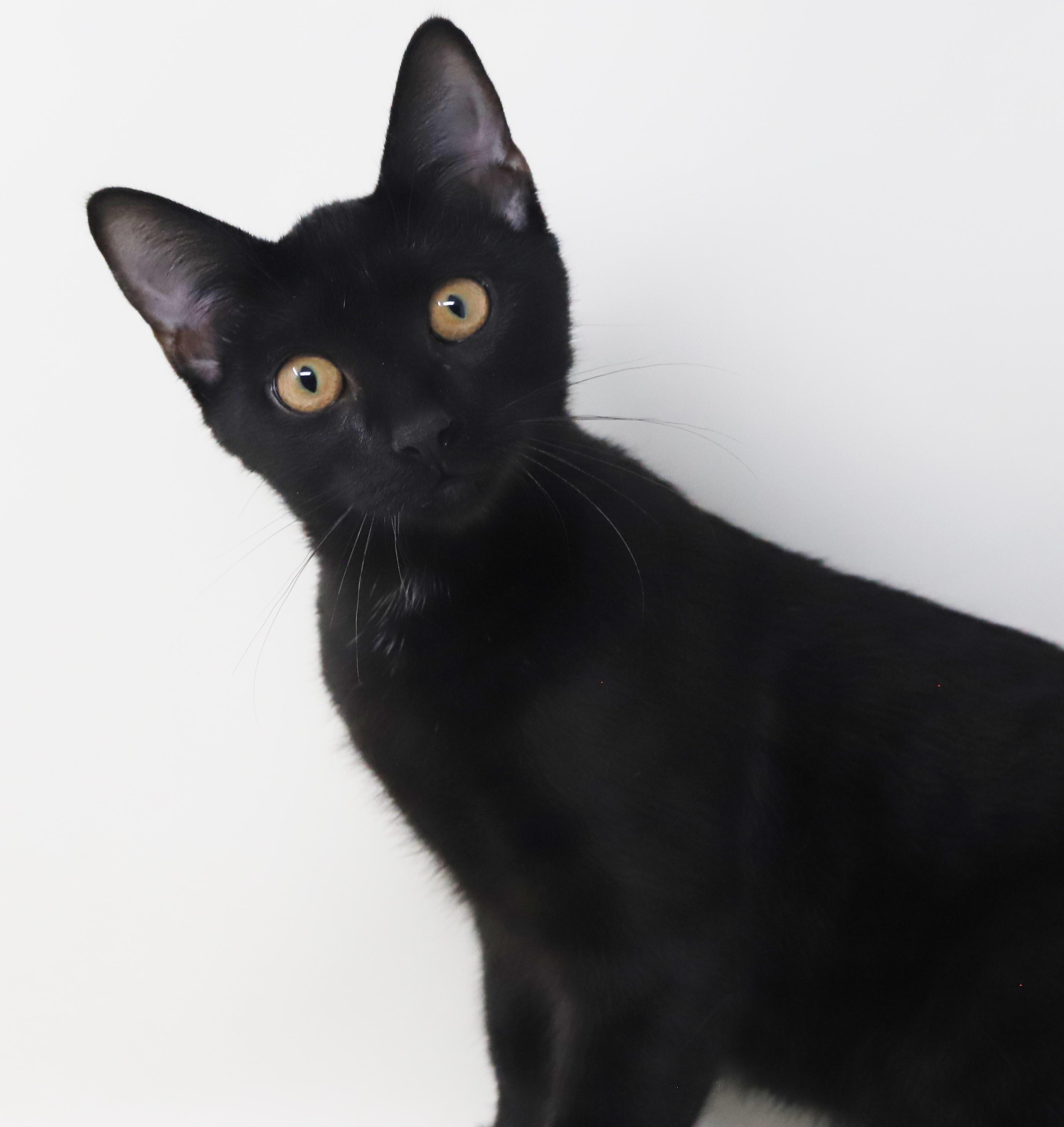 Enlarge Clemence is a panther of EPIC proportions - GOLD EYES - SWEET SWEET SWEET and can go solo WOW, a Adoptable mixed breed in Bedford Hills, NY image 6/6