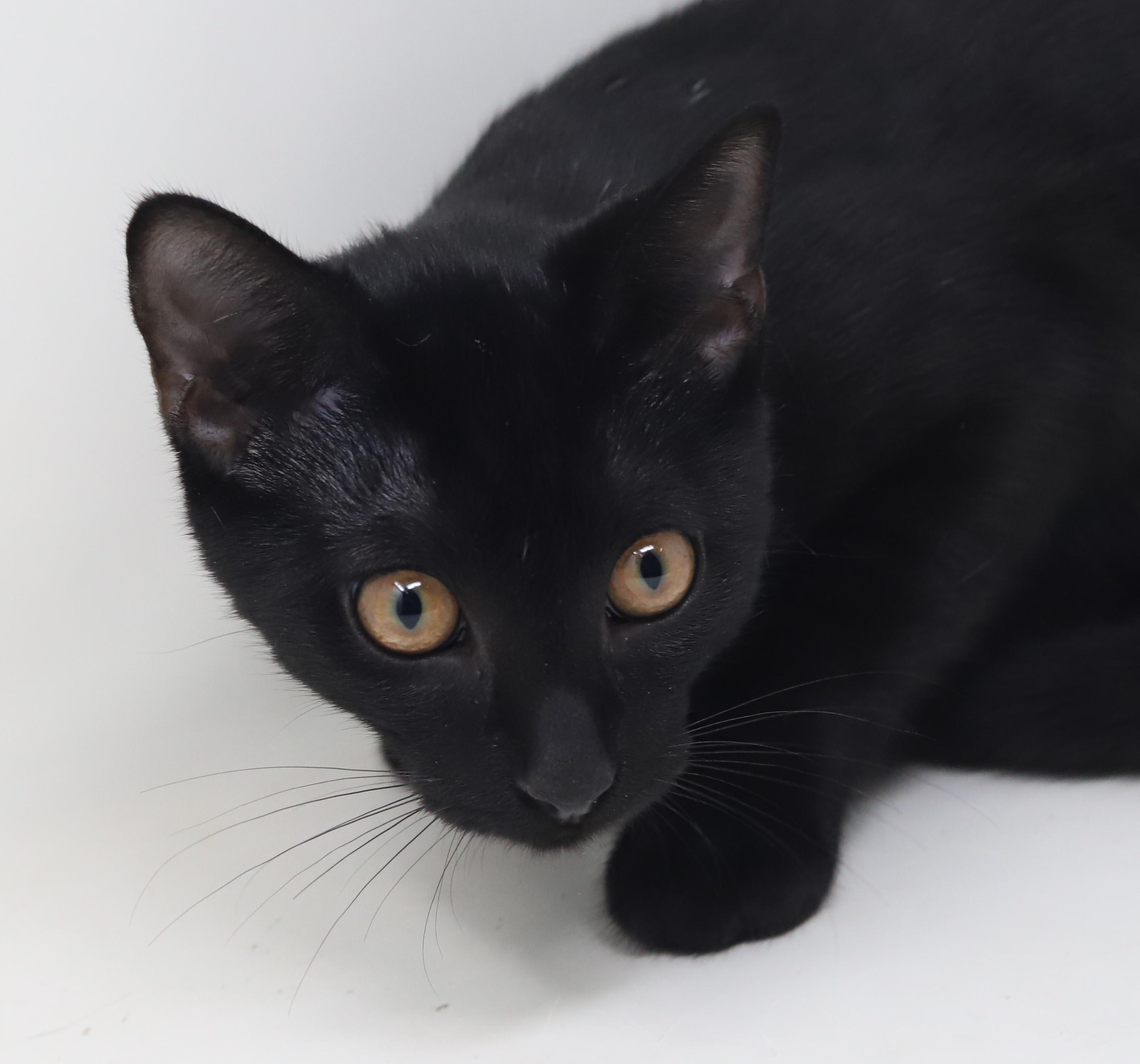 Enlarge Clemence is a panther of EPIC proportions - GOLD EYES - SWEET SWEET SWEET and can go solo WOW, a Adoptable mixed breed in Bedford Hills, NY image 5/6