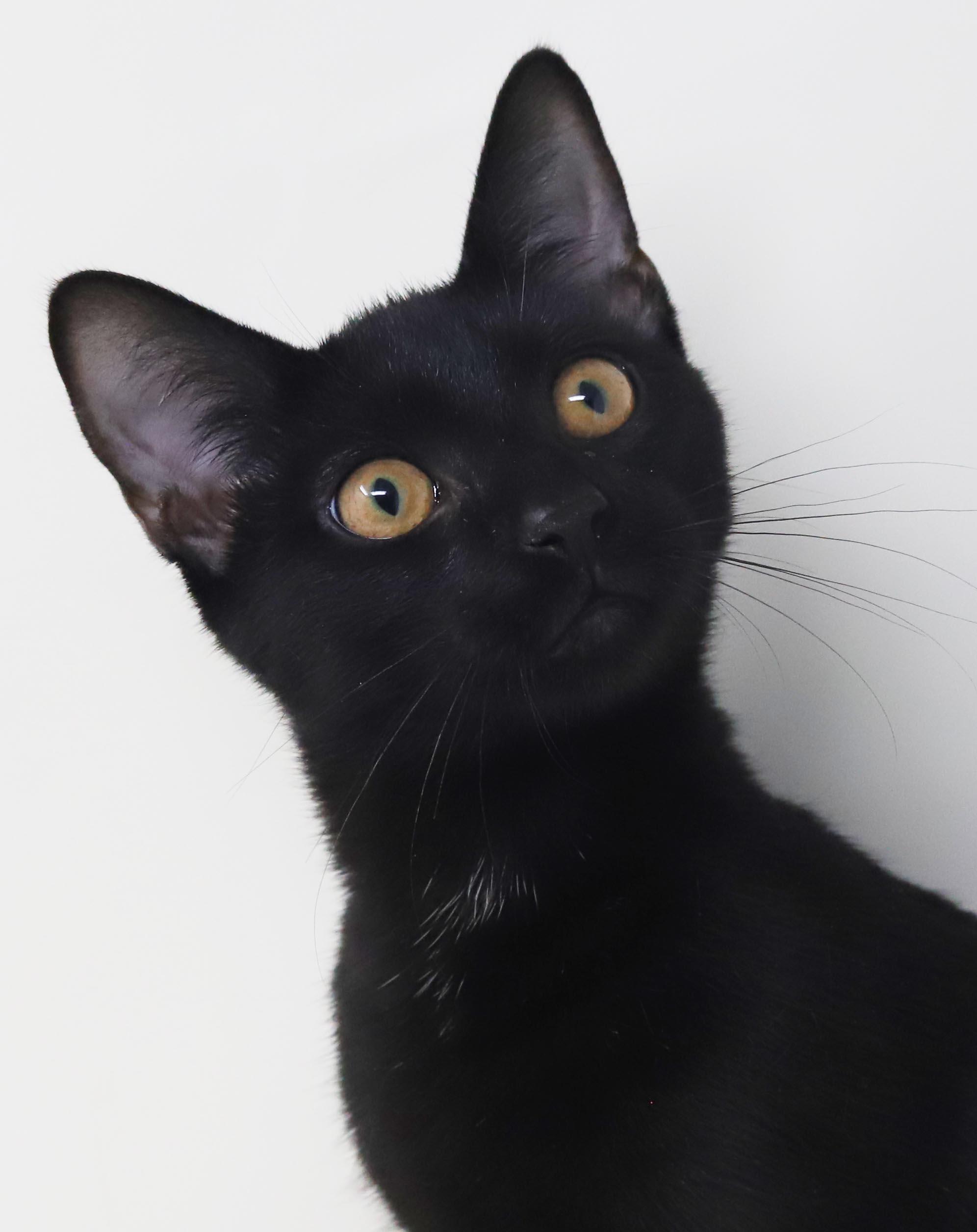 Enlarge Clemence is a panther of EPIC proportions - GOLD EYES - SWEET SWEET SWEET and can go solo WOW, a Adoptable mixed breed in Bedford Hills, NY image 3/6