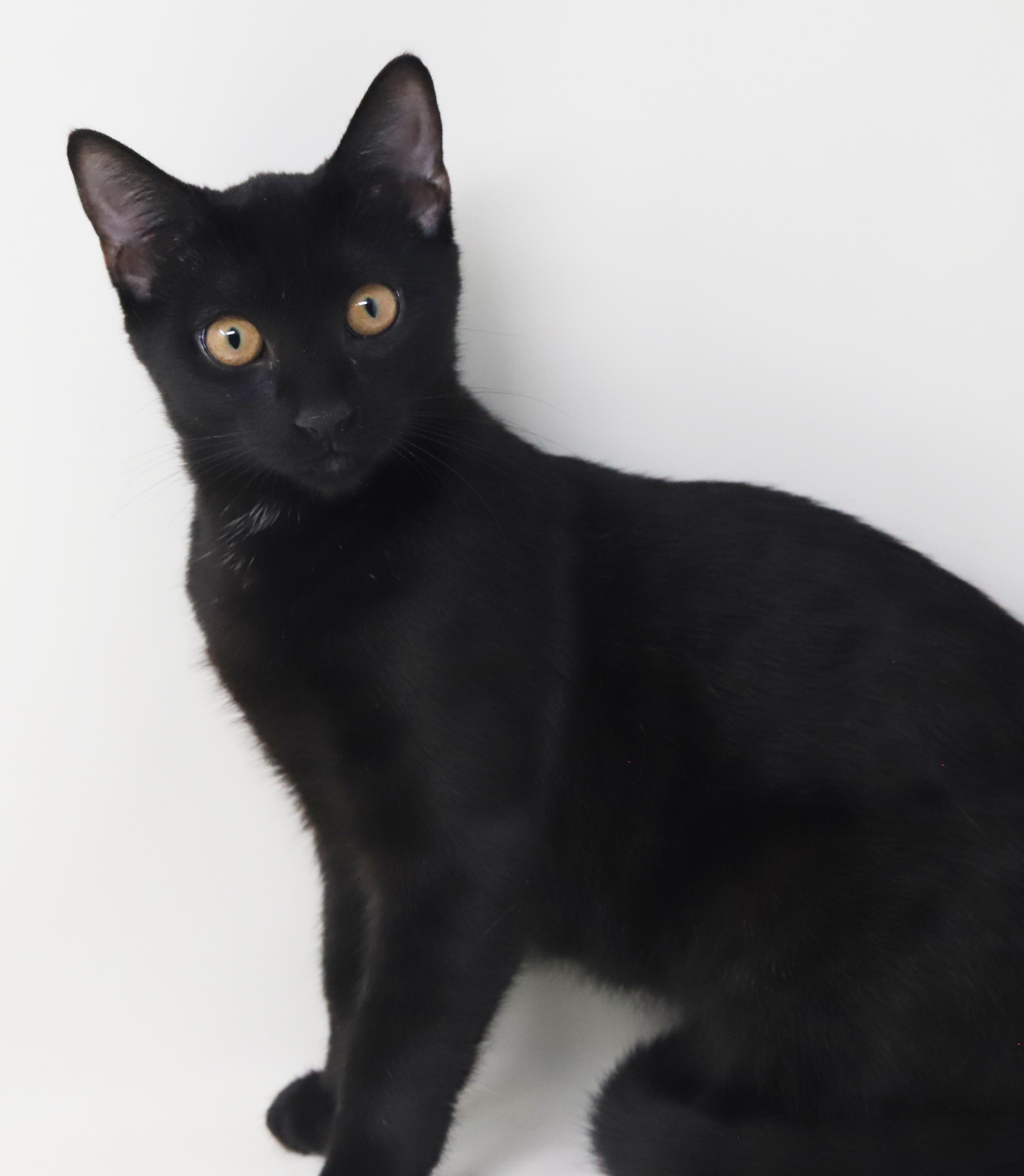 Enlarge Clemence is a panther of EPIC proportions - GOLD EYES - SWEET SWEET SWEET and can go solo WOW, a Adoptable mixed breed in Bedford Hills, NY image 2/6
