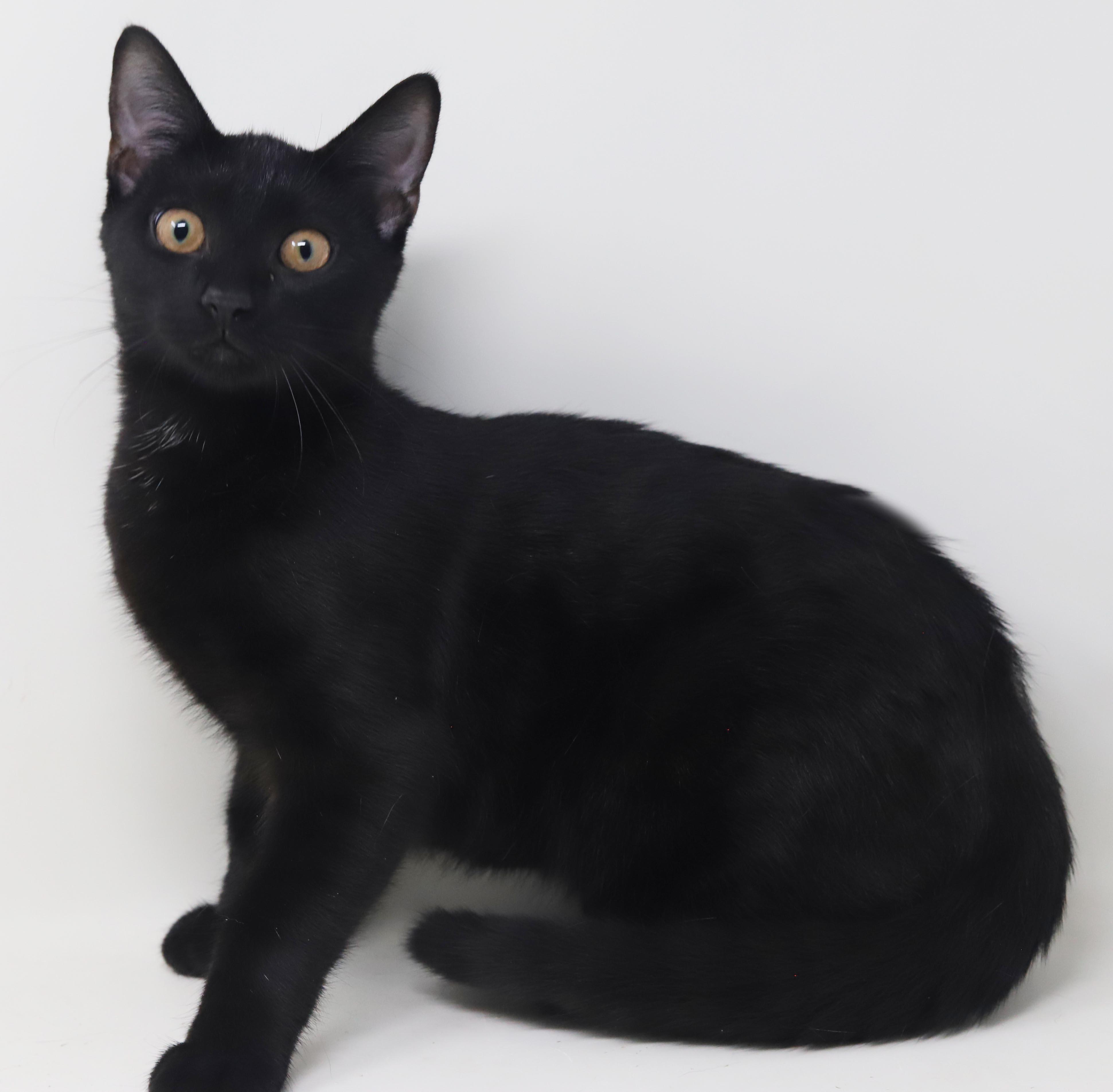 Enlarge Clemence is a panther of EPIC proportions - GOLD EYES - SWEET SWEET SWEET and can go solo WOW, a Adoptable mixed breed in Bedford Hills, NY image 4/6