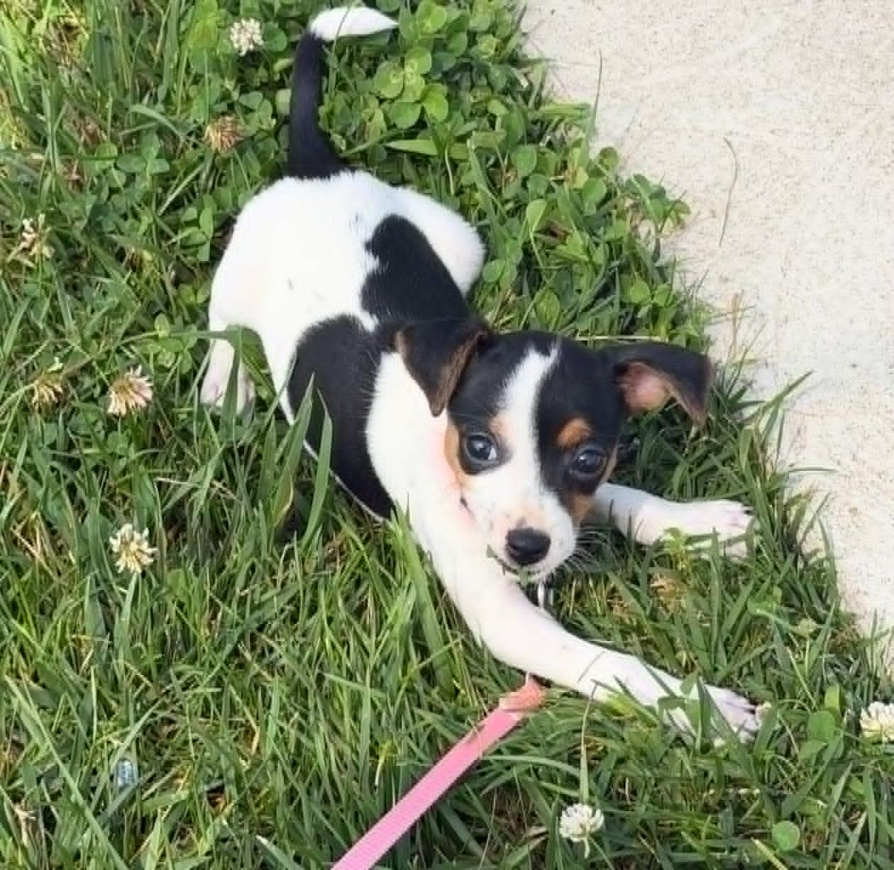 Enlarge Trixie, an adopted Rat Terrier in Celina, OH image 3/5
